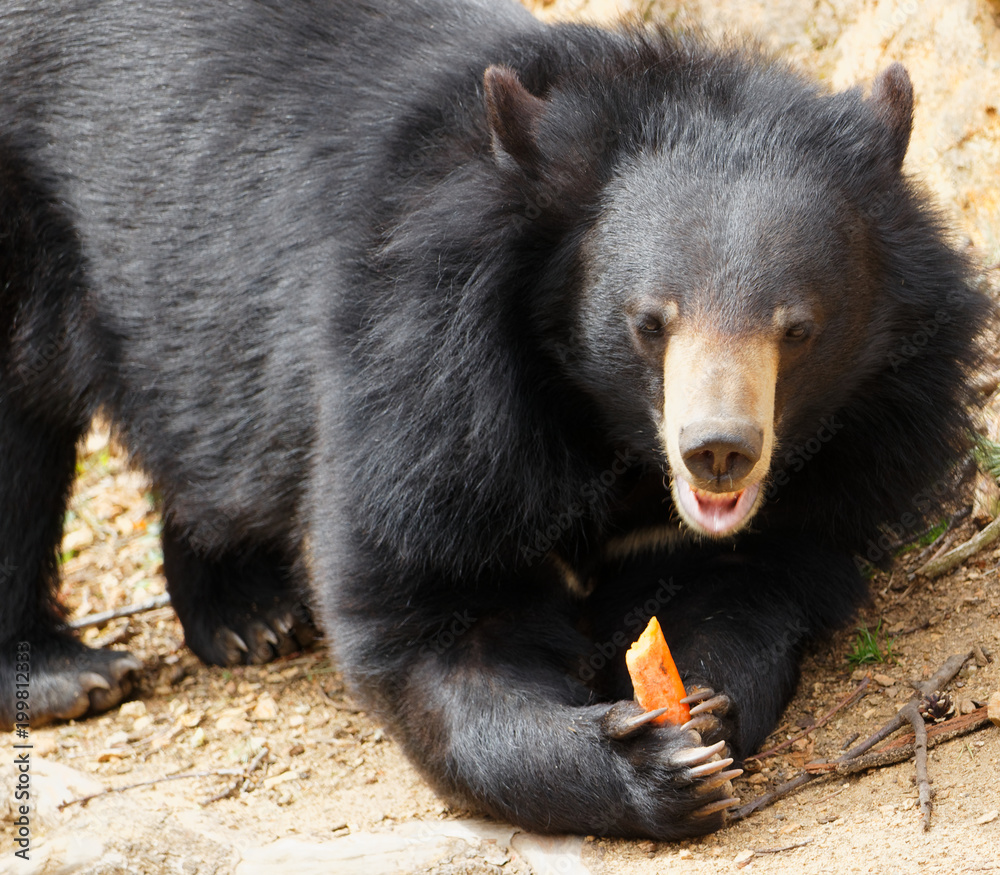 Tibetan black bear eating a carrot Tibetan black bear eating a carrot