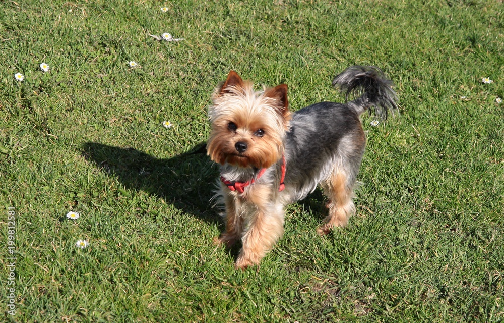 nice,small dog york nice,small dog york