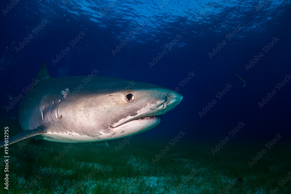 Fototapeta premium Tiger shark Bahamas