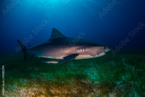 Tiger shark Bahamas © hakbak