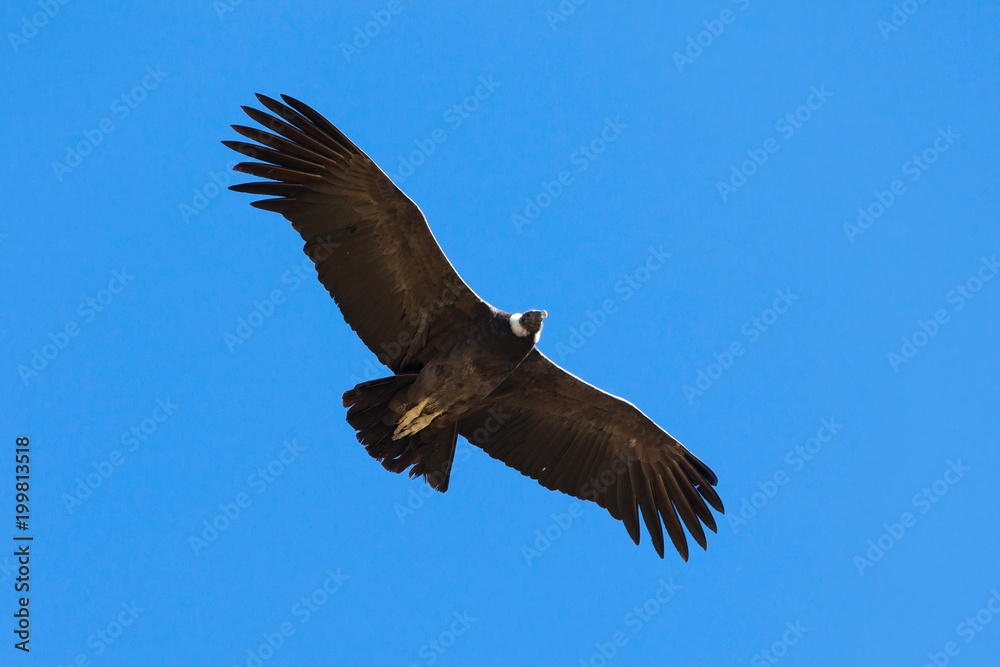 Fototapeta premium Condor flight