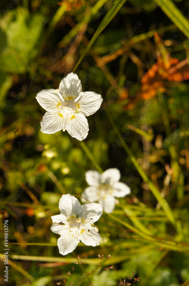 Fototapeta premium Parnassia grass of parnassus or bog-stars white flowers