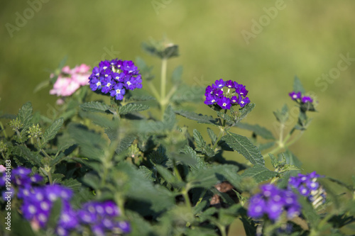 Little Purple Wildflowers and Green Leaves in a Garden