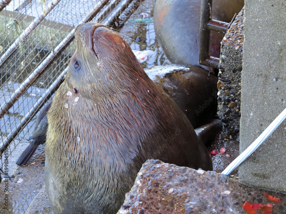 Naklejka premium lew morski na targu rybnym w Valdivia, Chile