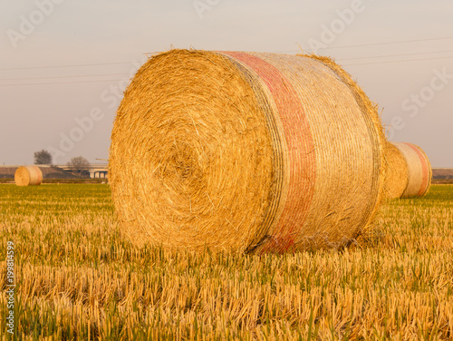 close-up of a hay cylindrical bale in a farmland/ expanse of hay cylindrical bales in a farmland at sunset