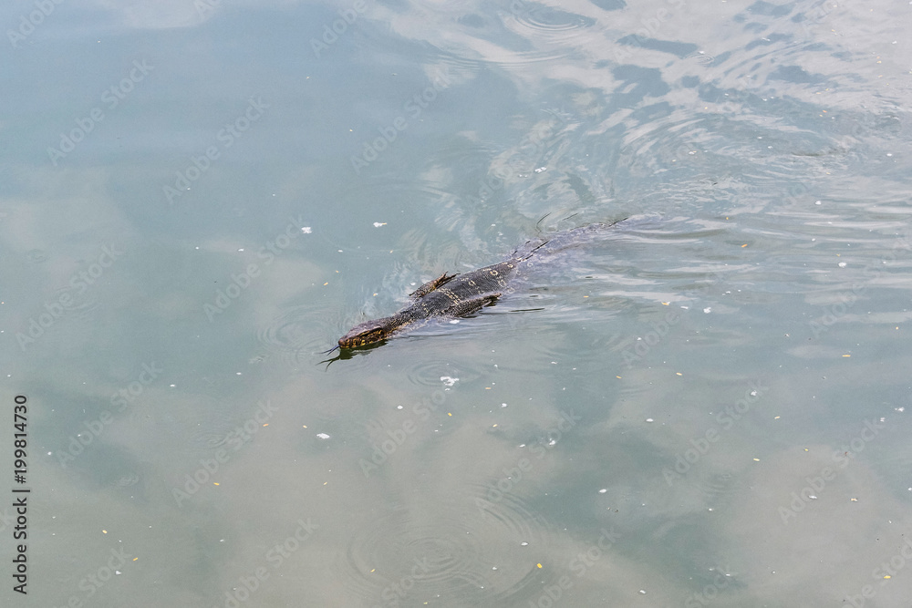 Huge monitor lizard is swimming in lake