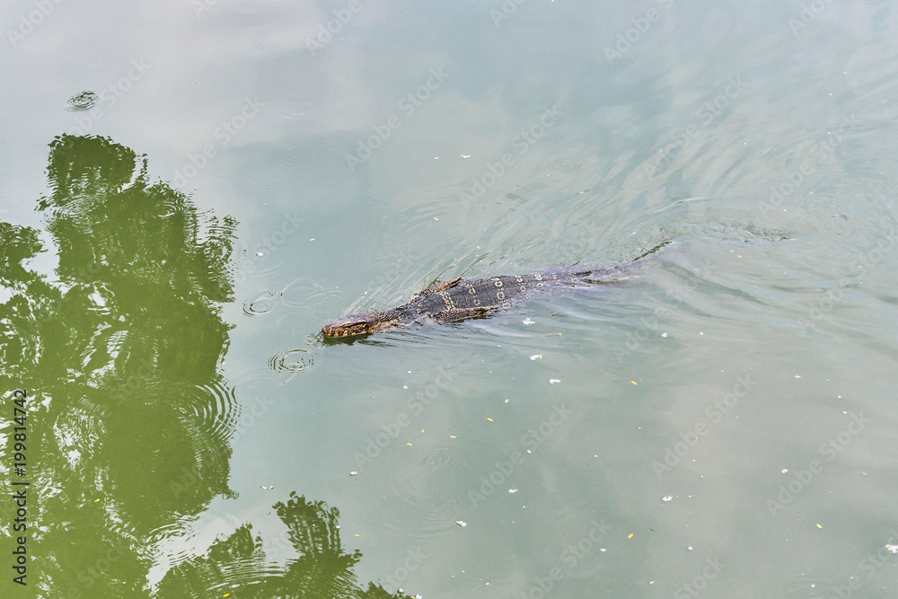 Huge monitor lizard is swimming in lake Huge monitor lizard is swimming in lake