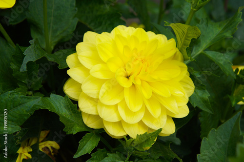 Fototapeta Naklejka Na Ścianę i Meble -  Dwarf dahlia dahlietta julia yellow flower head with green