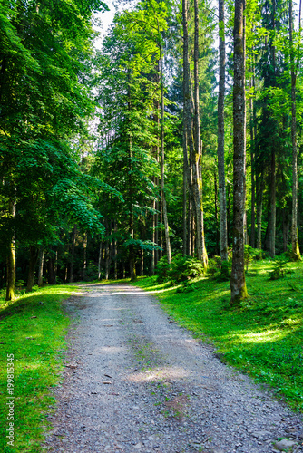 country road through forest in evening light