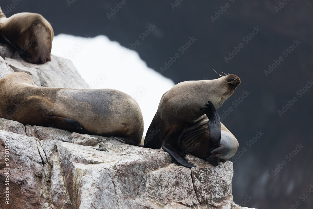 Obraz premium Ballestas Islands, Perù