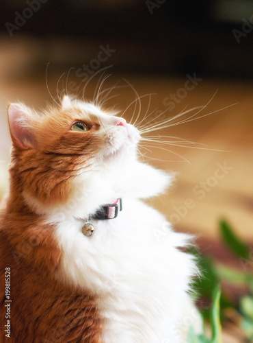 Cat Whiskers