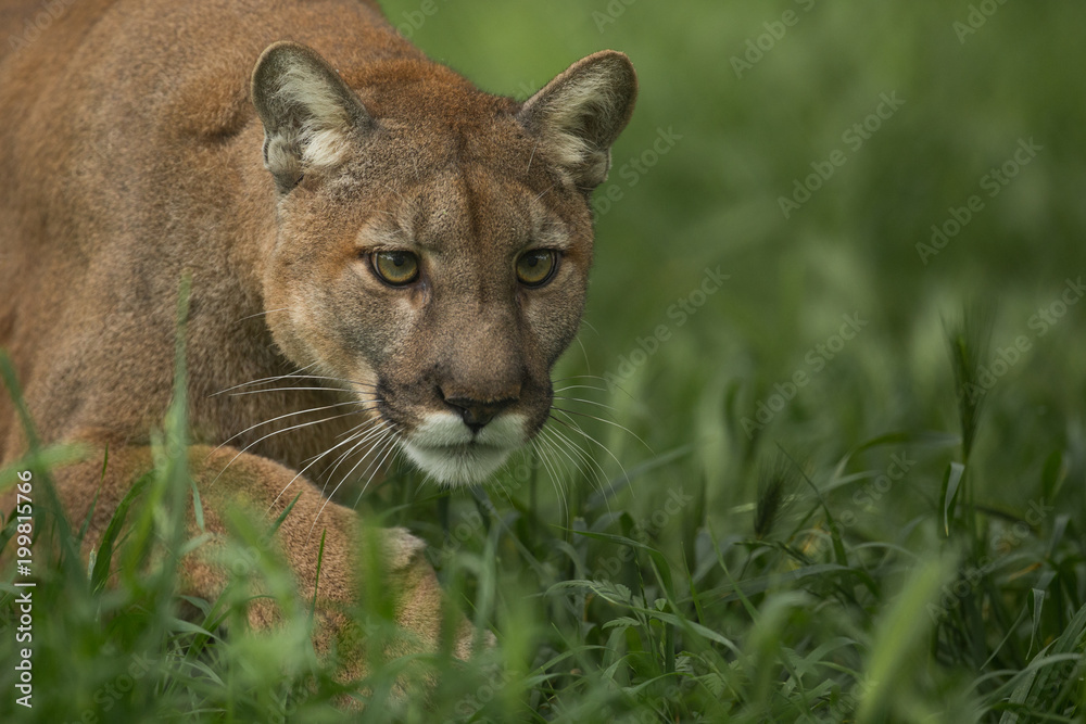 Obraz premium Mountain Lion Stalking
