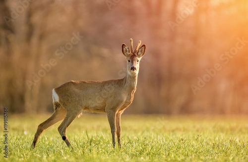 Wild roe deer in early morning
