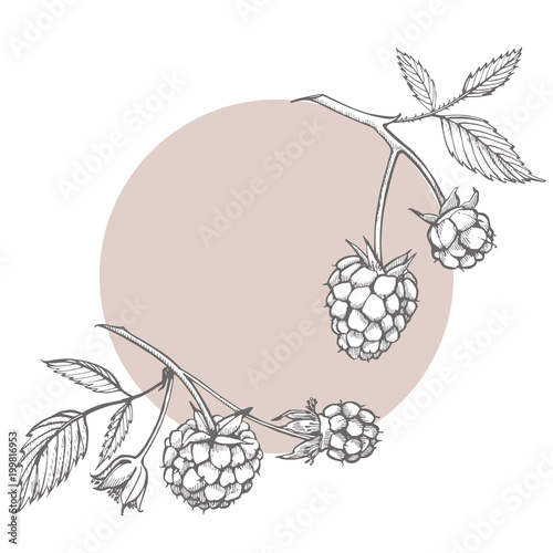 Hand drawn raspberry. Retro sketch style vector illustration. Perfect for invitation, wedding or greeting cards.