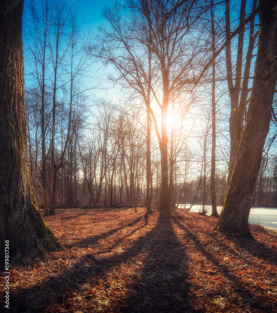 Fototapeta premium Spring sun