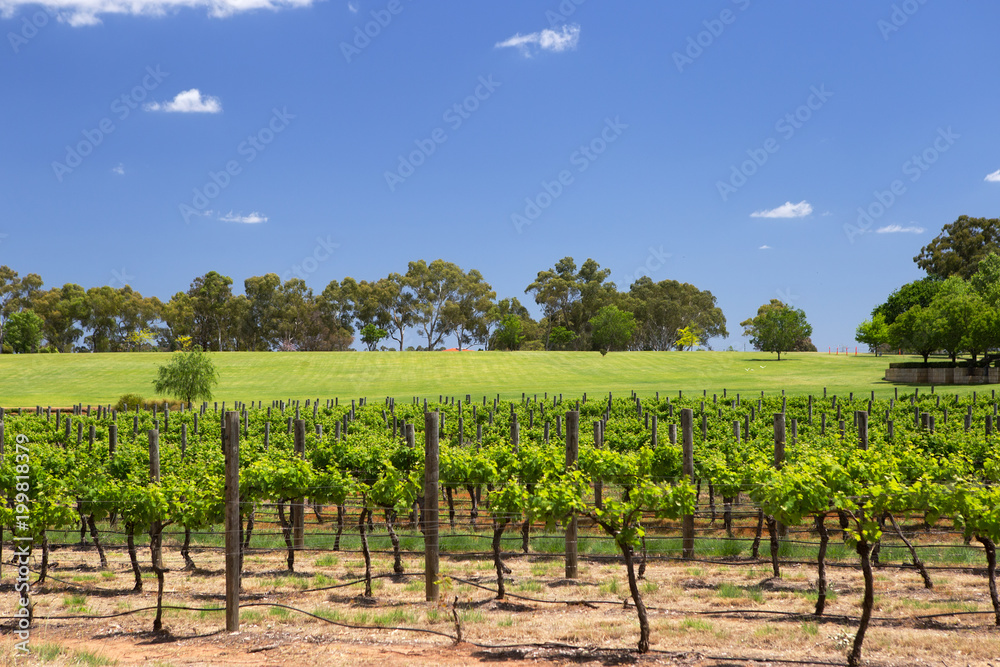 Rows of vines at Swan River Winery, Western Australia