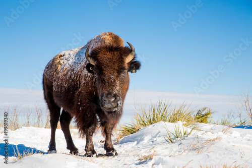 Tableau sur toile Bison in Texas Blizzard