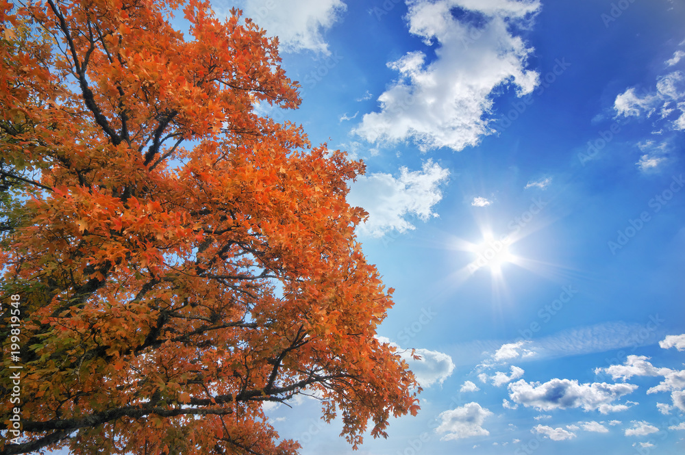 beautiful autumn tree branches. Composition of nature beautiful autumn tree branches. Composition of nature