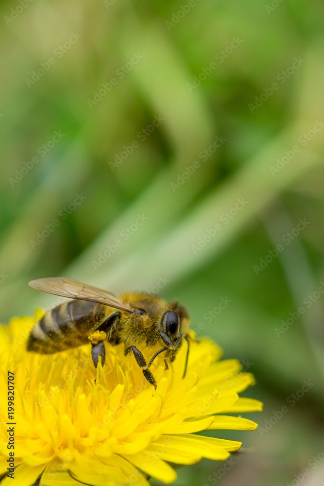 Close up of bee collecting pollen on blooming yellow dandelion flower (Taraxacum officinale). Detail of bright dandelion in meadow at springtime Close up of bee collecting pollen on blooming yellow dandelion flower (Taraxacum officinale). Detail of bright dandelion in meadow at springtime