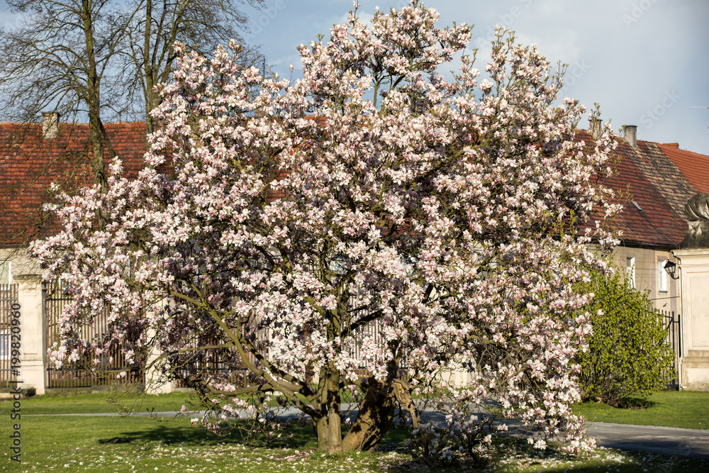 Blooming magnolia tree in April in the garden Blooming magnolia tree in April in the garden