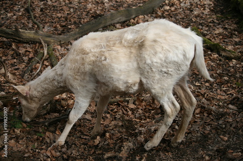 Damhirsch Albino 4