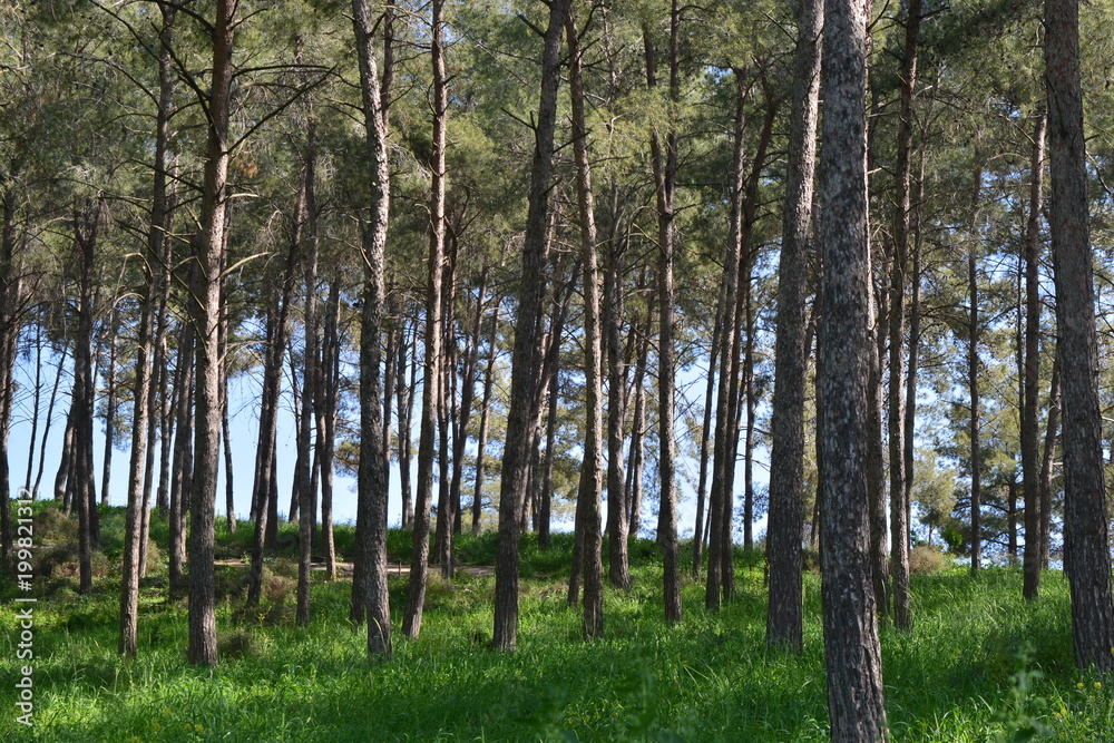 Obraz premium A forest in Israel