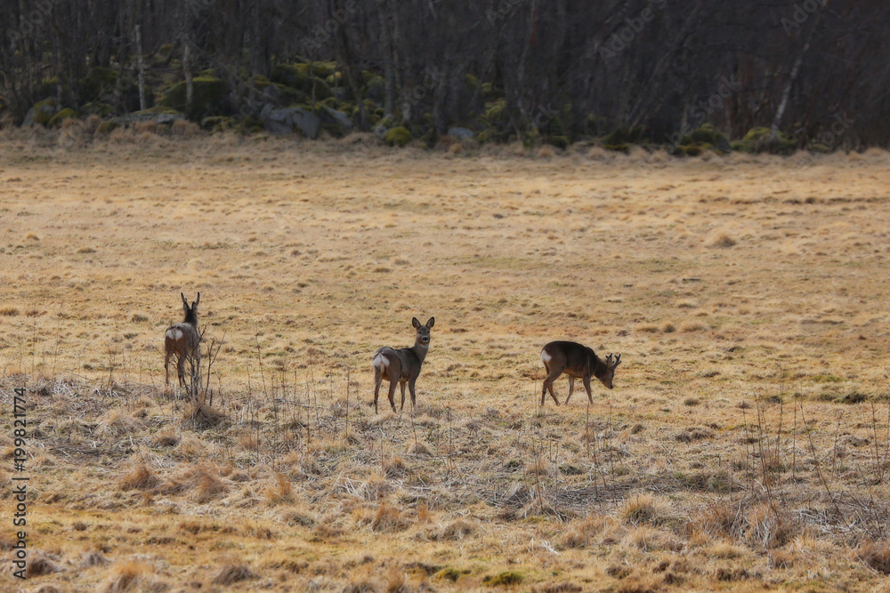 Roedeer on our pasture in Nordland county Roedeer on our pasture in Nordland county