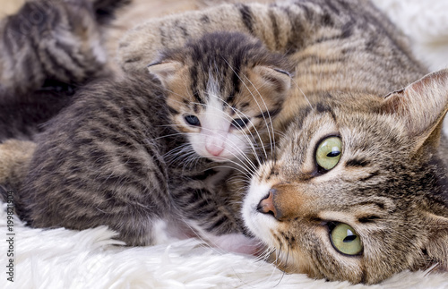 Baby cat and mother cat