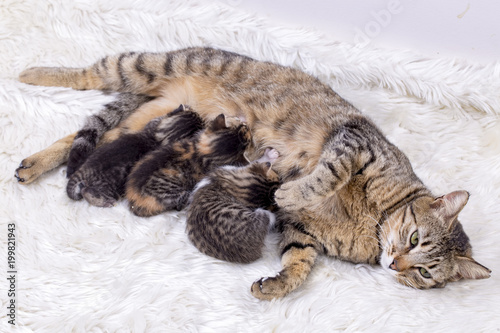 Baby cat and mother cat