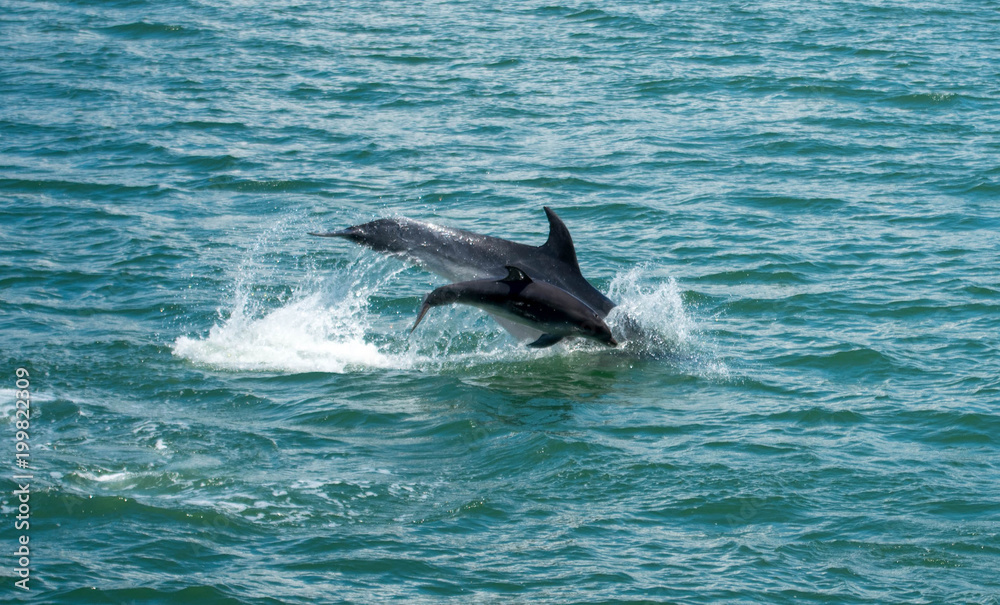 Fototapeta premium Babydelphin im Meer