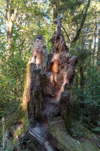 Regenwald in Neuseeland photo