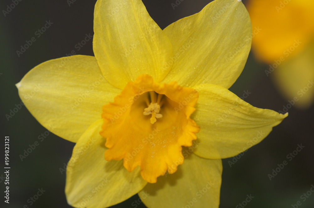 Fototapeta premium Daffodil