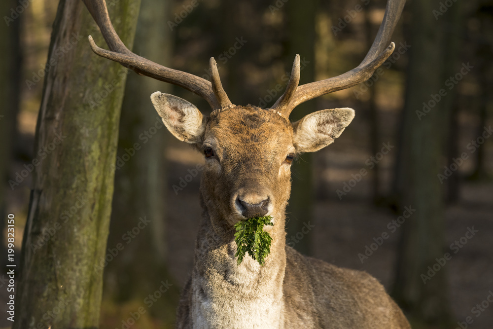European deer standing at sunset. European deer standing at sunset.