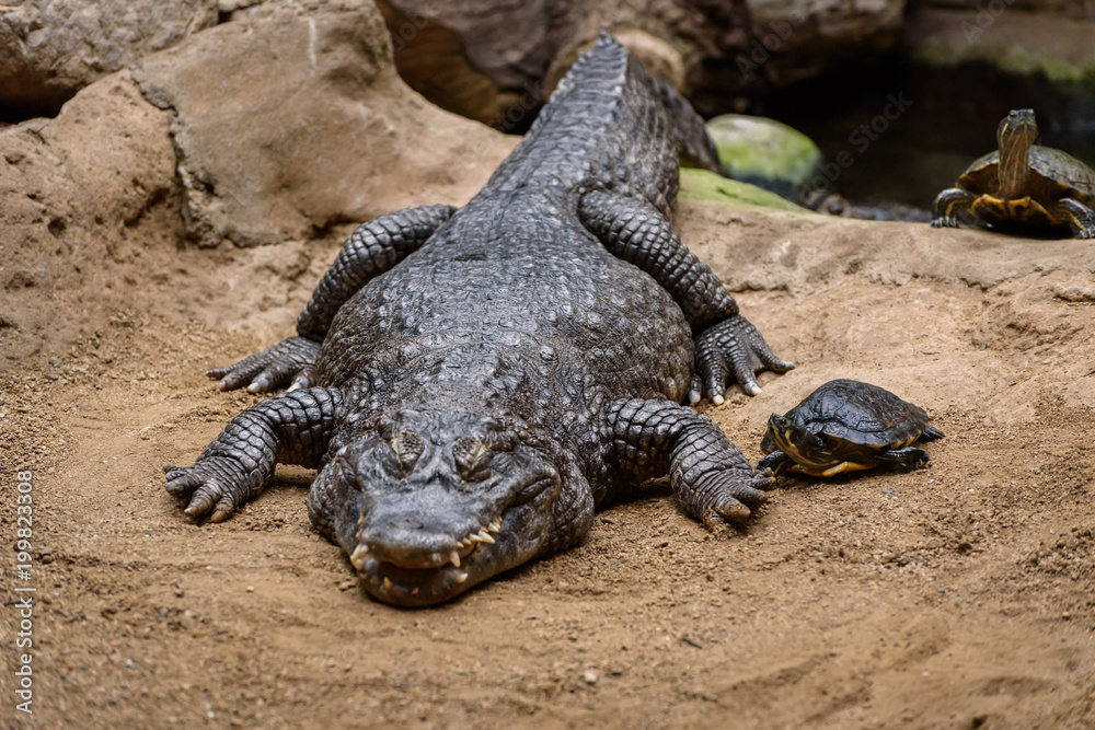 Fototapeta premium crocodile in the zoo