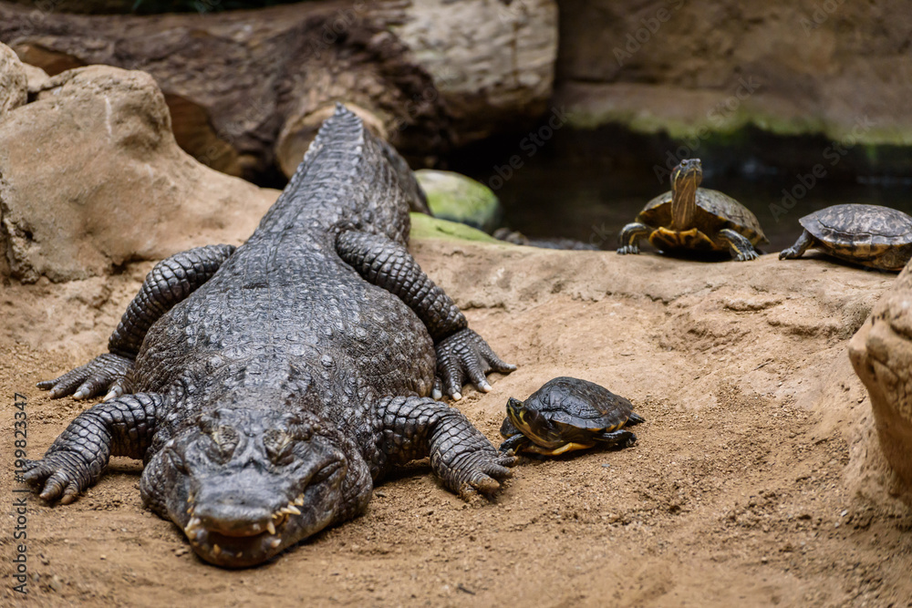 Obraz premium crocodile in the zoo