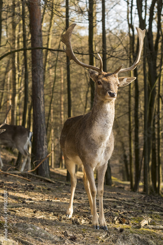 Wallpaper Mural European deer standing at sunset. Torontodigital.ca