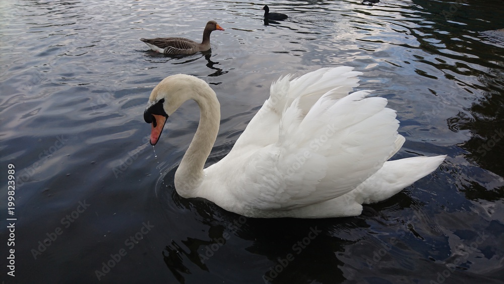 Fototapeta premium Elegant swan
