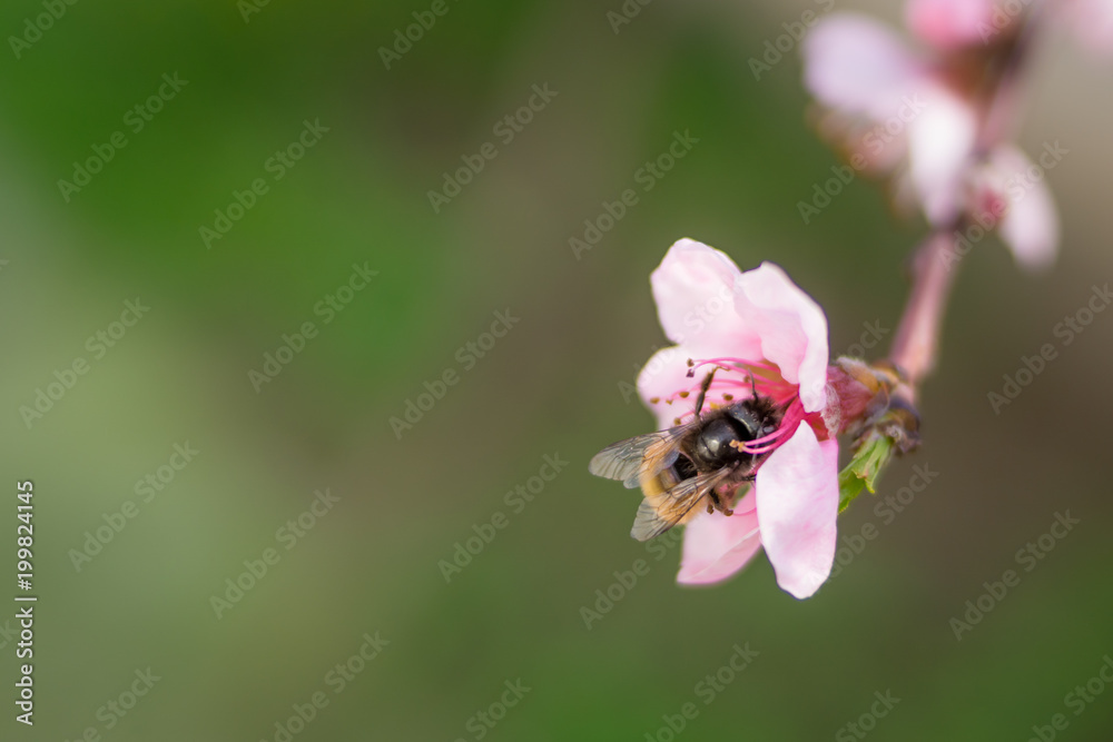 Bubblebee collecting pollen on blooming pink peach flowers on branches. April spring tree blossom Bubblebee collecting pollen on blooming pink peach flowers on branches. April spring tree blossom