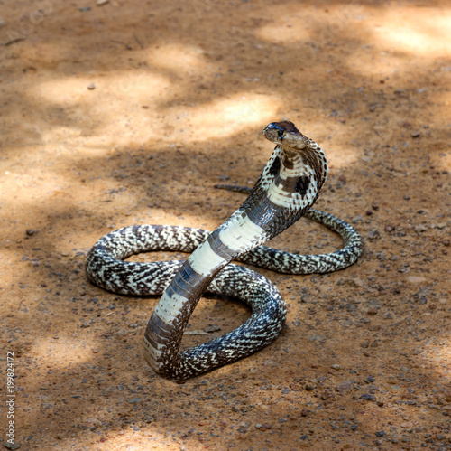 King Cobra snake. photo