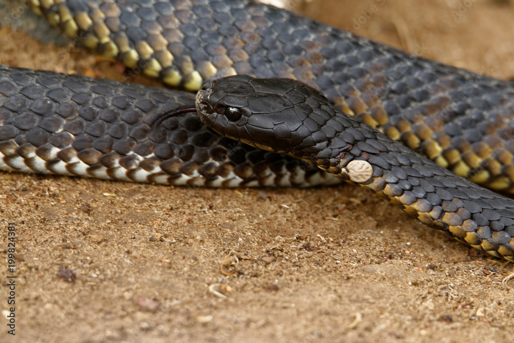 Tiger snakes (Notechis scutatus) are a venomous snake species found in the southern regions of Australia, including its coastal islands, such as Tasmania. Tiger snakes (Notechis scutatus) are a venomous snake species found in the southern regions of Australia, including its coastal islands, such as Tasmania.