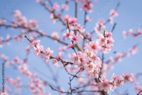 Blooming beautiful white flowers on branches with blue sky in background. April spring tree blossom