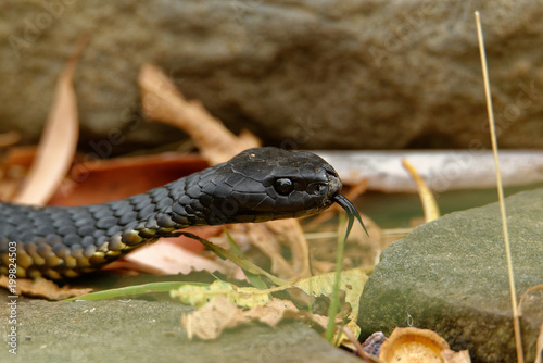 Картината върху платно Tiger snakes (Notechis scutatus) are a venomous snake species found in the southern regions of Australia, including its coastal islands, such as Tasmania