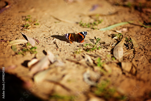 Butterfly on dry cracked earth. Lasiommata megera. photo