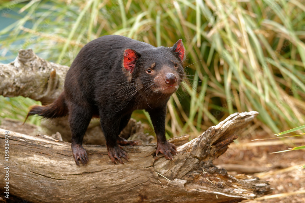 The Tasmanian devil Sarcophilus harrisii is a carnivorous marsupial of the family Dasyuridae. It was once native to mainland Australia and is now found in the wild only on the island stat of Tasmania The Tasmanian devil Sarcophilus harrisii is a carnivorous marsupial of the family Dasyuridae. It was once native to mainland Australia and is now found in the wild only on the island stat of Tasmania