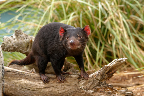 Cuadro en lienzo The Tasmanian devil Sarcophilus harrisii is a carnivorous marsupial of the family Dasyuridae