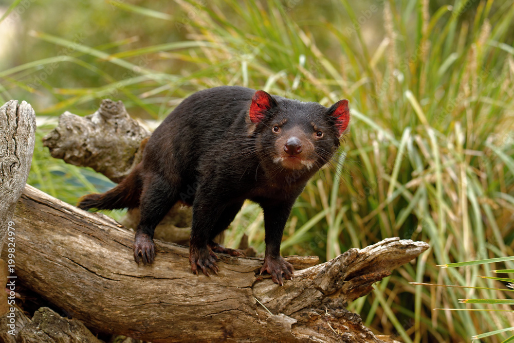 The Tasmanian devil Sarcophilus harrisii is a carnivorous marsupial of the family Dasyuridae. It was once native to mainland Australia and is now found in the wild only on the island stat of Tasmania The Tasmanian devil Sarcophilus harrisii is a carnivorous marsupial of the family Dasyuridae. It was once native to mainland Australia and is now found in the wild only on the island stat of Tasmania