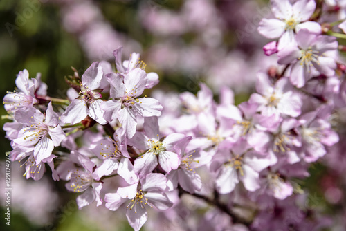 Pink Cherry Blossom