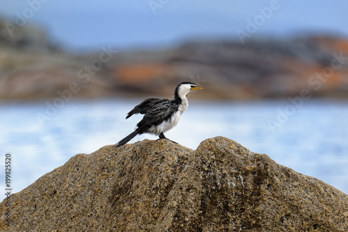 The little pied cormorant, little shag or kawaupaka (Microcarbo melanoleucos) is a common Australasian waterbird, found around the coasts, islands, estuaries, and inland waters