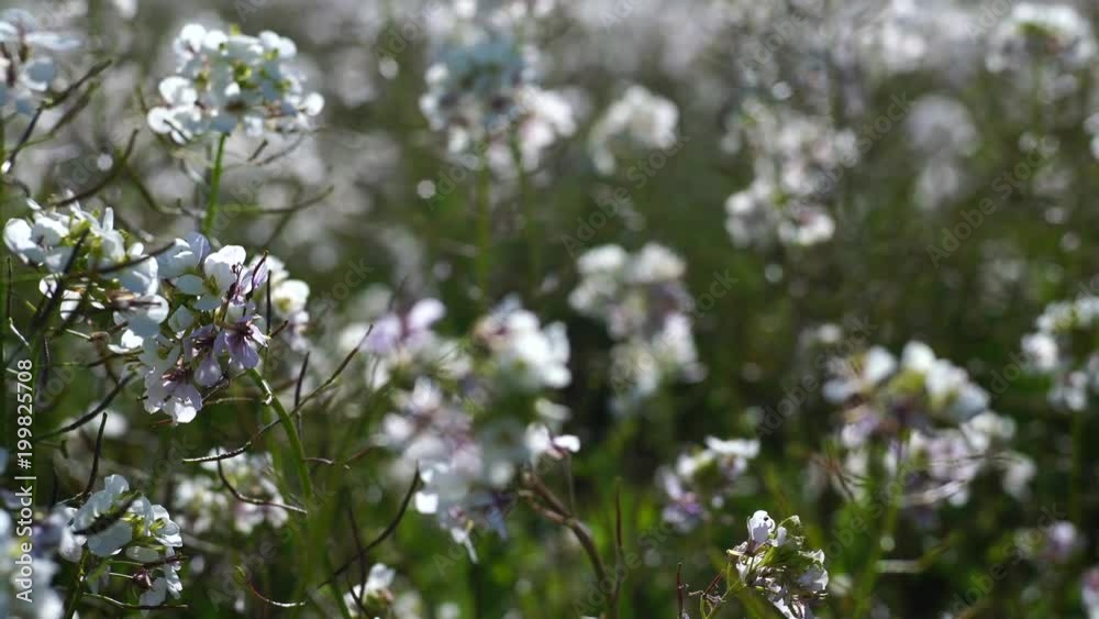 Field of flowers that move with the wind Field of flowers that move with the wind