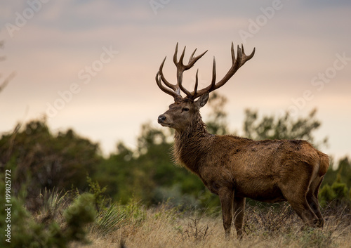 Red Stag Sunset